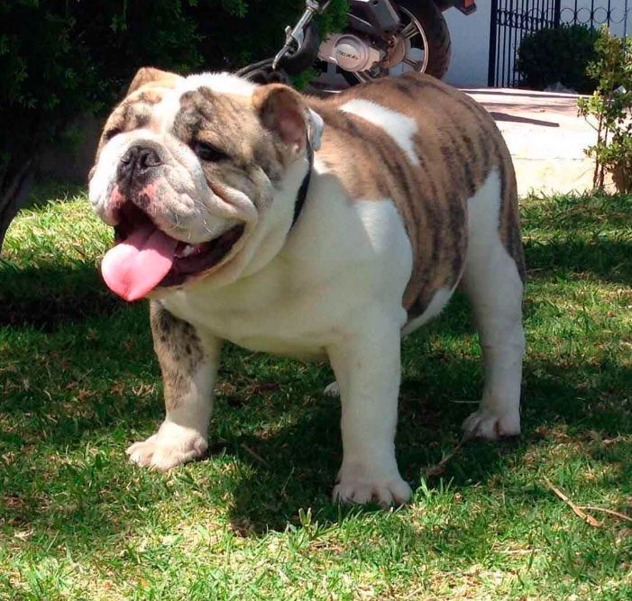 Cachorro bulldog inglés jugando con niños