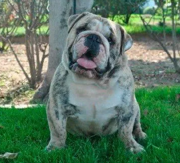 Cachorro bulldog inglés saludable en México